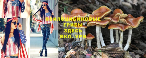 ПСИЛОЦИБИНОВЫЕ ГРИБЫ Строитель
